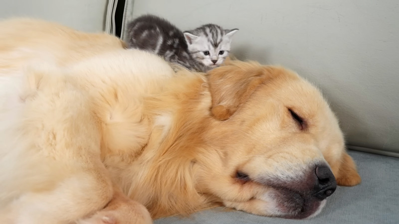 ゴールデンレトリバーに乗る子猫