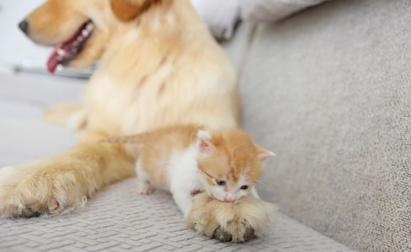 ゴールデンレトリバーと子猫