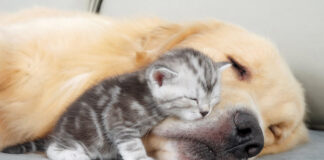 ゴールデンレトリバーに寄り添う子猫