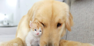 ゴールデンレトリバーと子猫