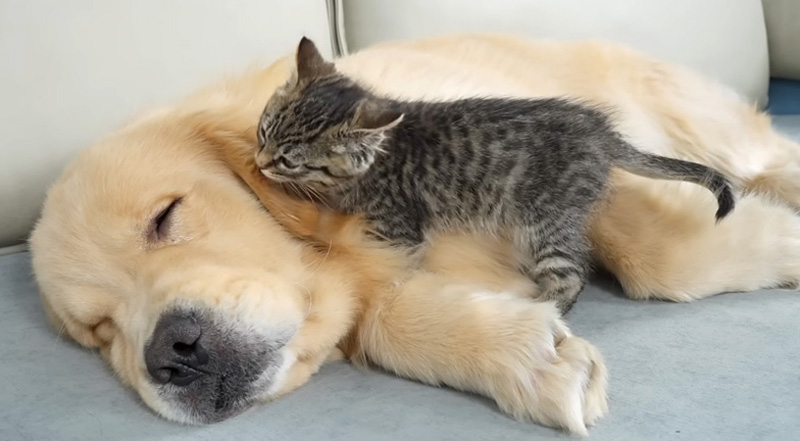 ゴールデンレトリバーを起こそうとする子猫
