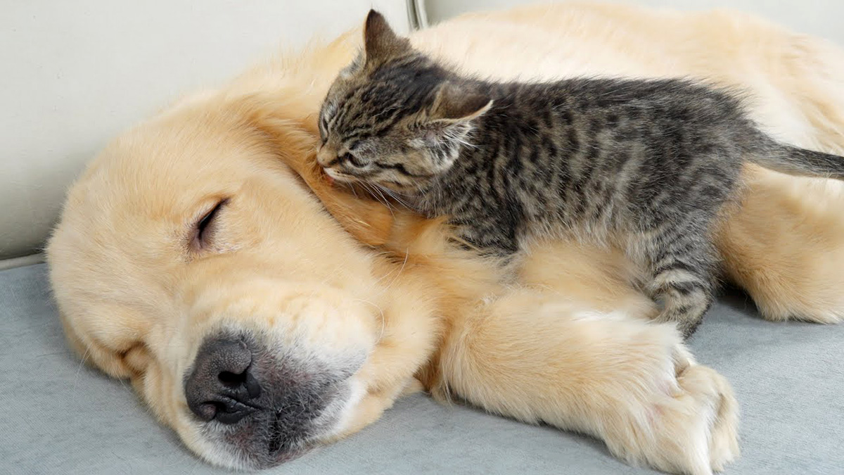 寝ているゴールデンレトリバーを何とかして起こそうと頑張る子猫に