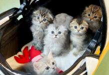 好奇心が強すぎて、初めての病院で興奮を抑えきれない子猫達が可愛かった♪ 初めて病院に行った子猫達
