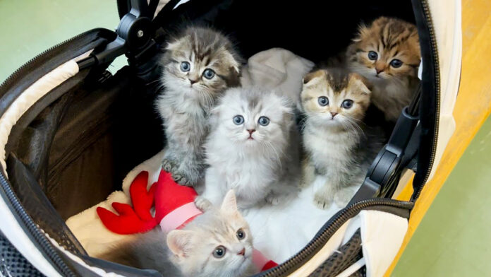 hajimetebyoin_neko_title 初めて病院に行った子猫達