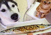 さんまが気になる犬と子猫