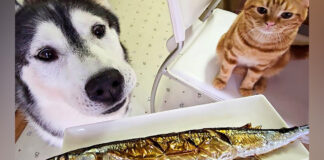さんまが気になる犬と子猫