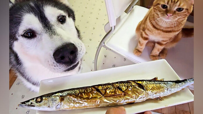 さんまが気になる犬と子猫
