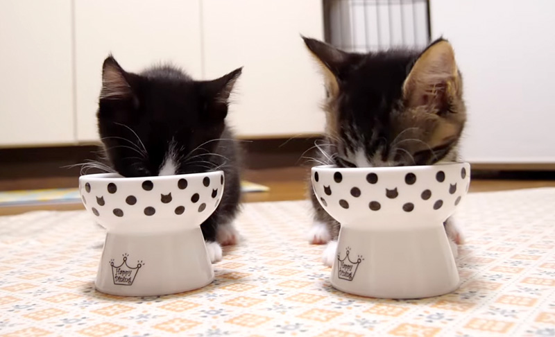 ご飯を食べる子猫達