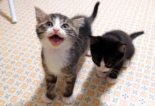 ご飯が待ちきれない子猫達