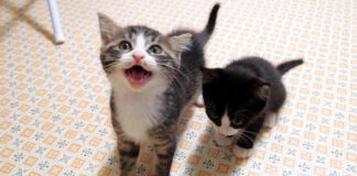 ご飯が待ちきれない子猫達