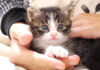 膝の上の子猫