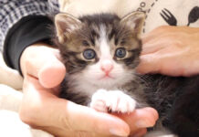 膝の上の子猫