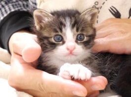 膝の上の子猫