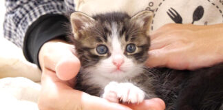 膝の上の子猫