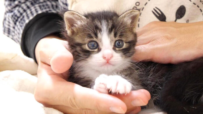 膝の上の子猫