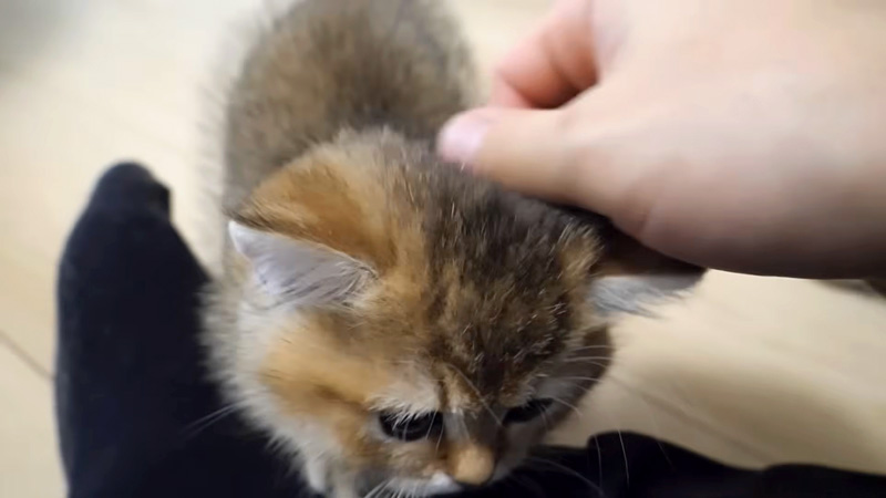 膝に乗る子猫