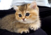 膝に乗る子猫