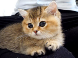 膝に乗る子猫