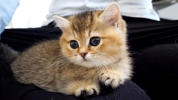 膝に乗る子猫