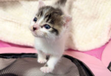 小さな声でかまってアピールする子猫。保護2日目に見せてくれた姿に心が温まる♡ 見上げる子猫