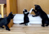 元気に遊ぶ子猫達
