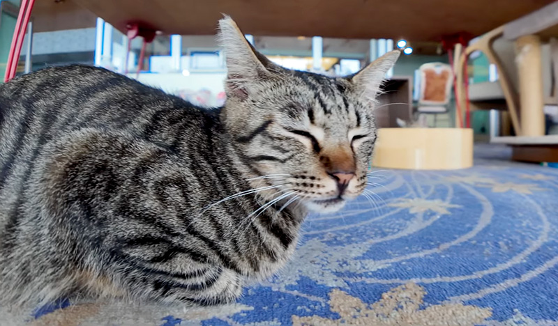ホテルでくつろぐ猫