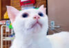 ホテルで迎えてくれた猫
