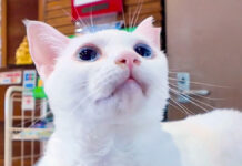 ホテルで迎えてくれた猫