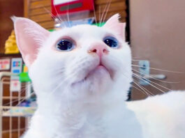 ホテルで迎えてくれた猫
