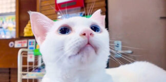 ホテルで迎えてくれた猫