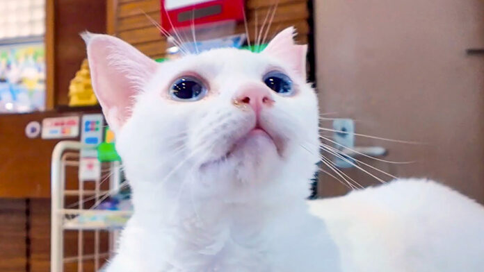 ホテルで迎えてくれた猫