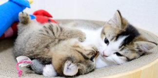 いきなり兄弟ゲンカを始める子猫達