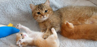 一睡もしない子猫を心配する母猫