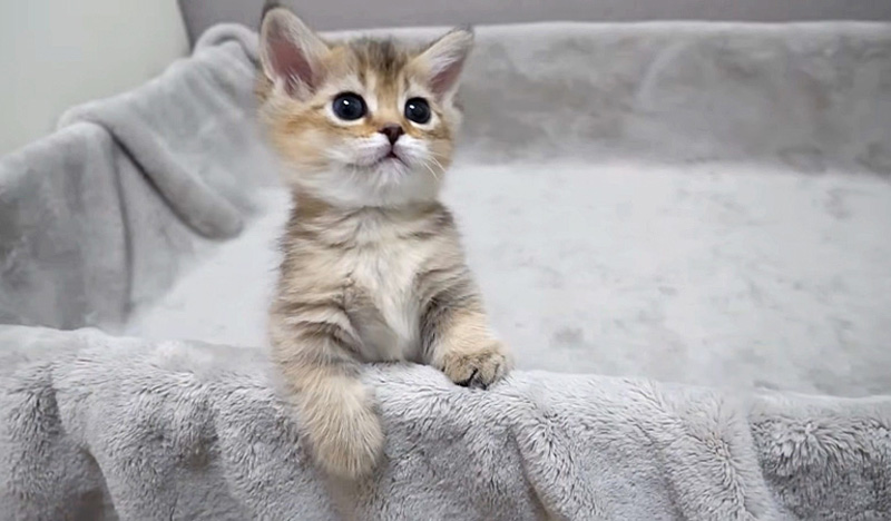 外に出ようとする子猫