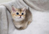 なかなか外出できない子猫