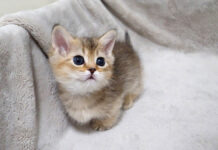 なかなか外出できない子猫