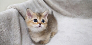 なかなか外出できない子猫