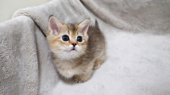 なかなか外出できない子猫