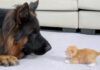 初めて会ったシェパードと子猫