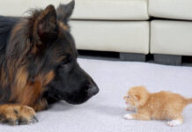 初めて会ったシェパードと子猫