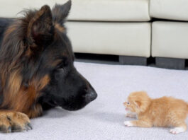 初めて会ったシェパードと子猫