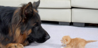 初めて会ったシェパードと子猫