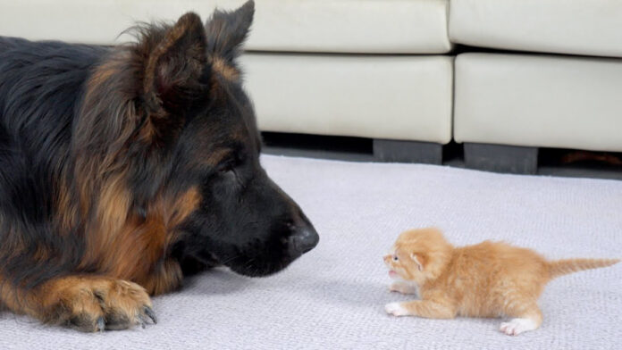 初めて会ったシェパードと子猫