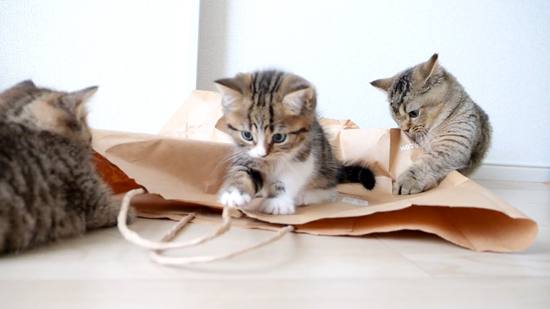 紙袋で遊ぶ子猫達