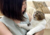 カミナリが怖い猫