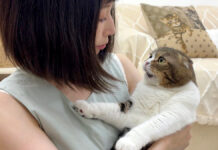 カミナリが怖い猫