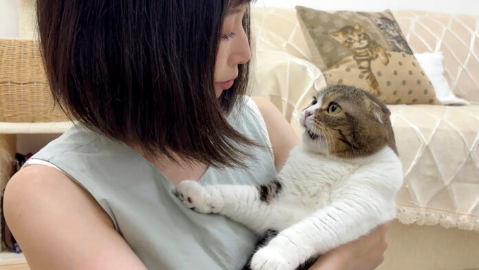 カミナリが怖い猫