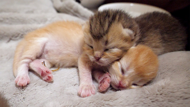 顔をピッタリとくっつけて眠る子猫達