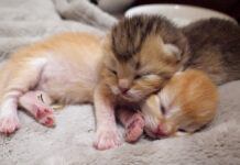 顔をピッタリくっつけて眠る赤ちゃん猫達の幸せそうな姿にホッコリ (*´ェ`*)♡ 顔をピッタリとくっつけて眠る子猫達