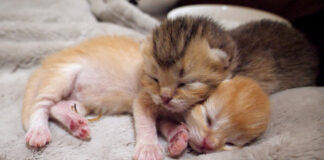 顔をピッタリとくっつけて眠る子猫達